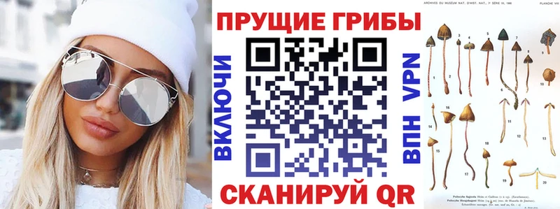 Купить закладки  Поворино  Псилоцибиновые грибы мицелий 